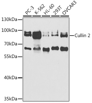 Cullin 2 Polyclonal Antibody