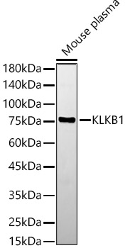 KLKB1 Polyclonal Antibody