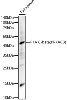 PKA C-beta (PRKACB) Polyclonal Antibody