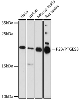 P23/PTGES3 Polyclonal Antibody