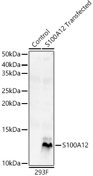 S100A12 Polyclonal Antibody