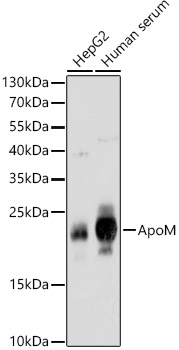 ApoM Polyclonal Antibody