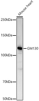 GM130 Polyclonal Antibody