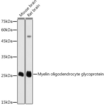 Myelin oligodendrocyte glycoprotein Polyclonal Antibody