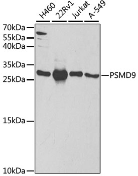PSMD9 Polyclonal Antibody