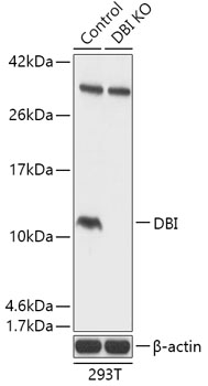 DBI Polyclonal Antibody