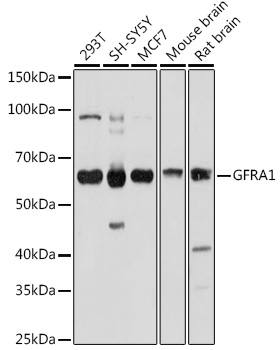 GFRA1 Polyclonal Antibody