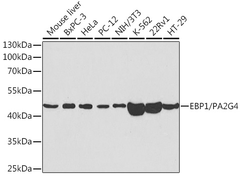 EBP1/PA2G4 Polyclonal Antibody
