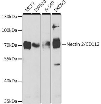 Nectin 2/CD112 Polyclonal Antibody