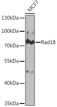 Rad18 Polyclonal Antibody
