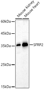 SFRP2 Polyclonal Antibody