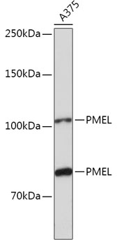 PMEL Polyclonal Antibody