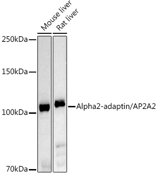 Alpha2-adaptin/AP2A2 Polyclonal Antibody