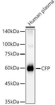 CFP Polyclonal Antibody