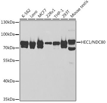 HEC1/NDC80 Polyclonal Antibody