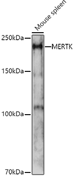 MERTK Polyclonal Antibody