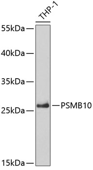 PSMB10 Polyclonal Antibody