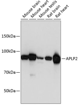 APLP2 Polyclonal Antibody