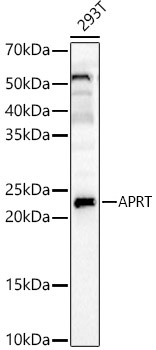 APRT Polyclonal Antibody