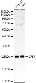 GFER Polyclonal Antibody