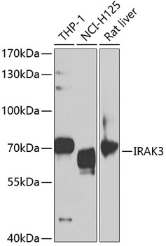 IRAK3 Polyclonal Antibody