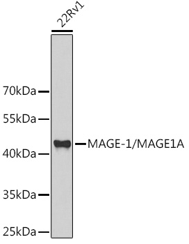 MAGE-1/MAGE1A Polyclonal Antibody