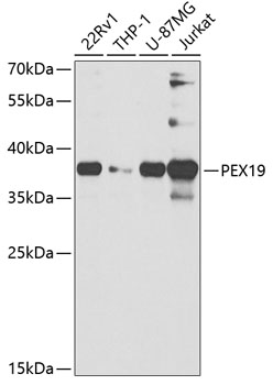 PEX19 Polyclonal Antibody