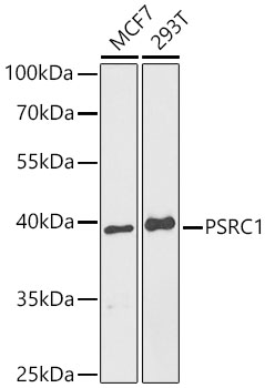 PSRC1 Polyclonal Antibody
