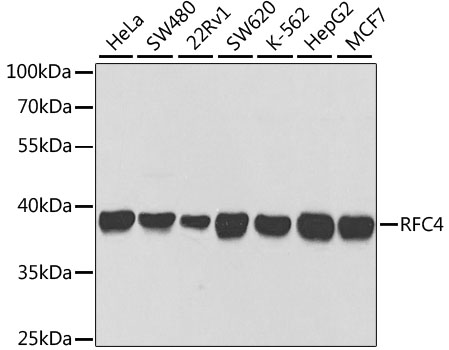 RFC4 Polyclonal Antibody