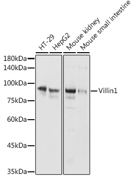 Villin1 Polyclonal Antibody