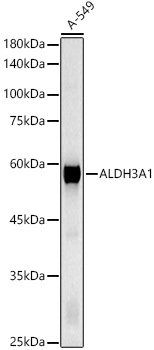 ALDH3A1 Polyclonal Antibody