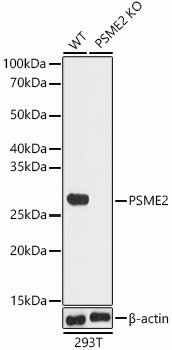 PSME2 Polyclonal Antibody