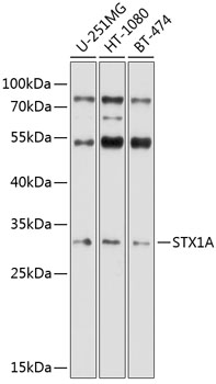 STX1A Polyclonal Antibody