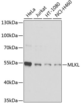 MLKL Polyclonal Antibody