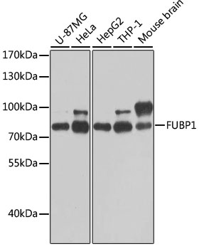 FUBP1 Polyclonal Antibody