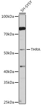 THRA Polyclonal Antibody
