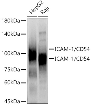 ICAM-1/CD54 Polyclonal Antibody
