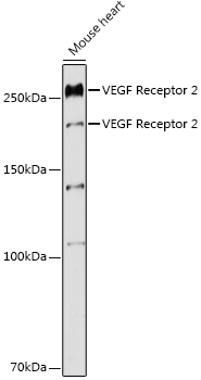 VEGF Receptor 2 Polyclonal Antibody