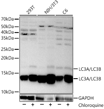 LC3A/LC3B Polyclonal Antibody