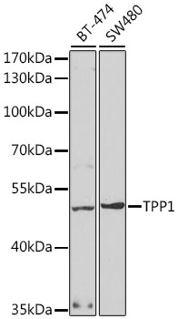 TPP1 Polyclonal Antibody