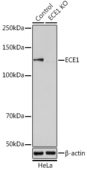 ECE1 Polyclonal Antibody