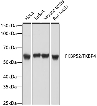 FKBP52/FKBP4 Polyclonal Antibody