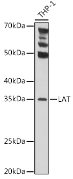 LAT Polyclonal Antibody