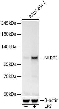 NLRP3 Polyclonal Antibody