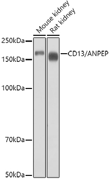 CD13/ANPEP Polyclonal Antibody