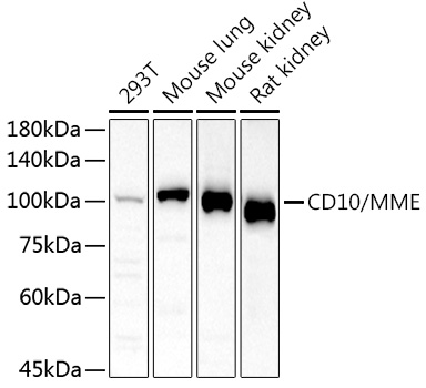 CD10/MME Polyclonal Antibody