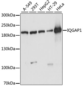 IQGAP1 Polyclonal Antibody