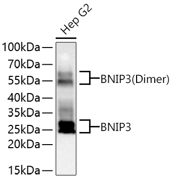 BNIP3 Polyclonal Antibody