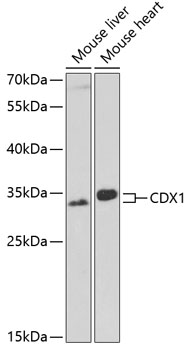 CDX1 Polyclonal Antibody