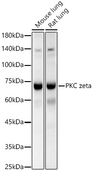 PKC zeta Polyclonal Antibody
